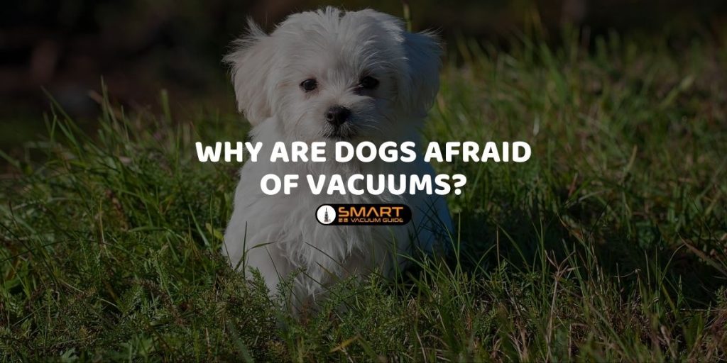 Why Are Dogs Afraid Of Vacuums? - SmartVacuumGuide.com